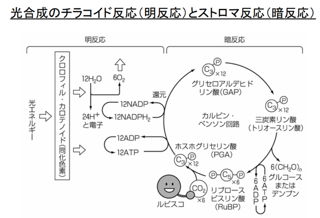 式 反応 光合成 化学