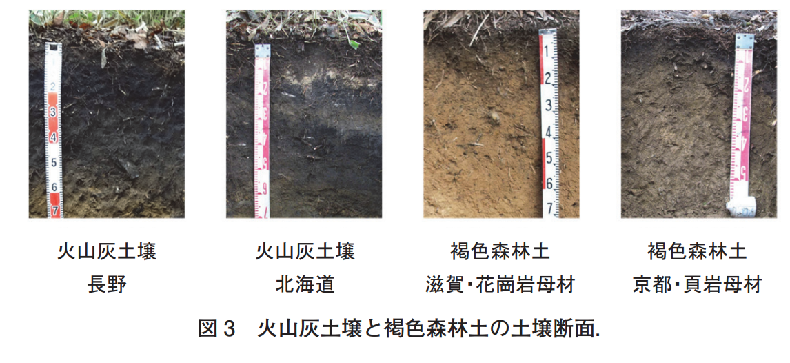 やっかいな日本の火山灰土(黒ボク土)